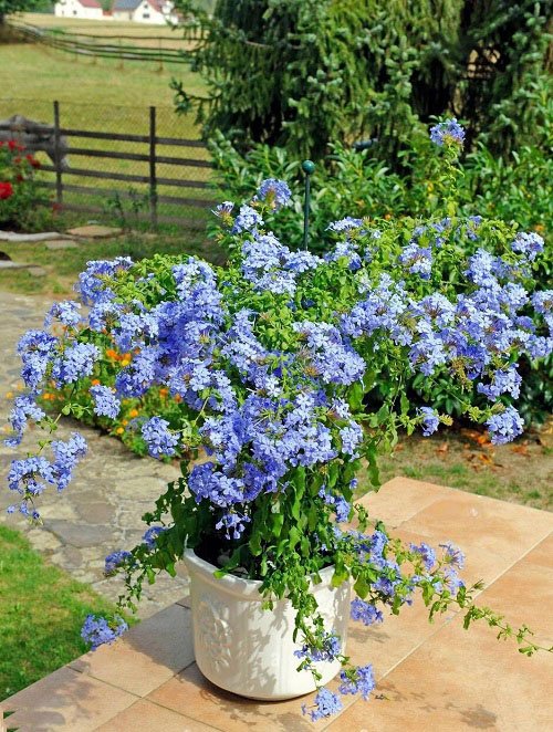 Requirements for Growing Plumbago