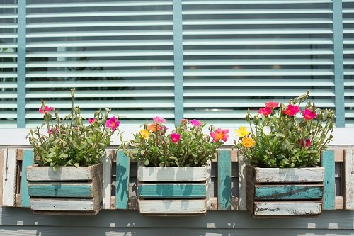 Plants for Window Boxes 23