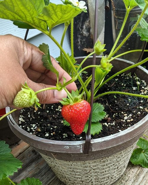 Quinault Strawberry 2