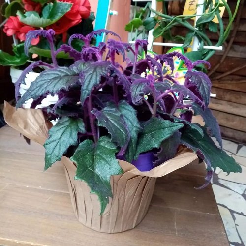 Purple Passion Plant 6
