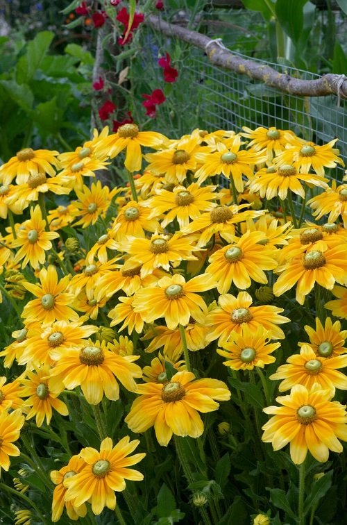 50 Most Beautiful Yellow Perennial Flowers 12