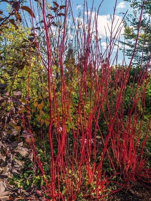 beautiful red stem plant 3
