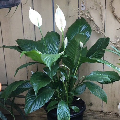 top Best Types of Peace Lily