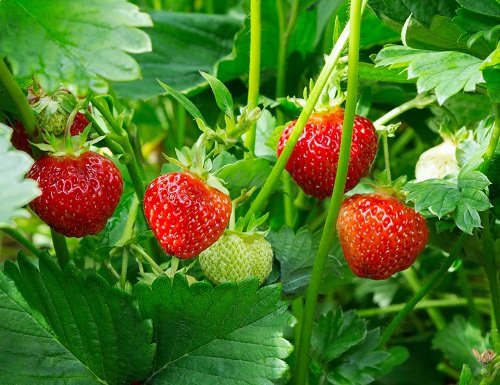 How to Grow Giant Strawberries 5