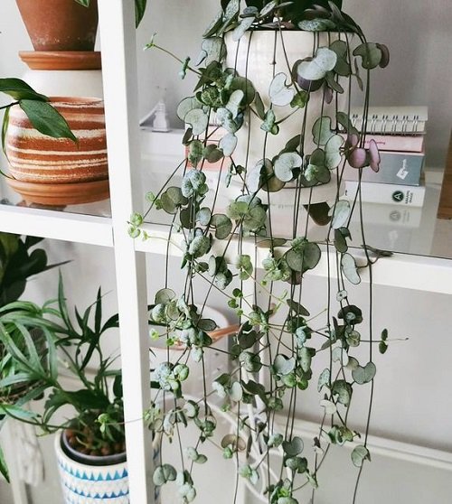 Most Resilient Houseplants 35