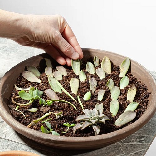 Do This Simple Trick to Grow More Succulents 2