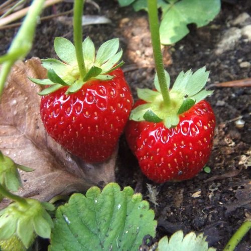 How to Grow Giant Strawberries 3