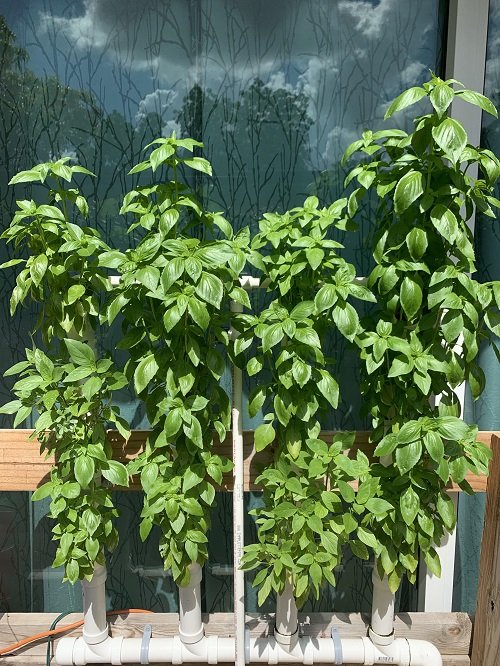 How to Grow Big Basil Plant Like a Shrub 2
