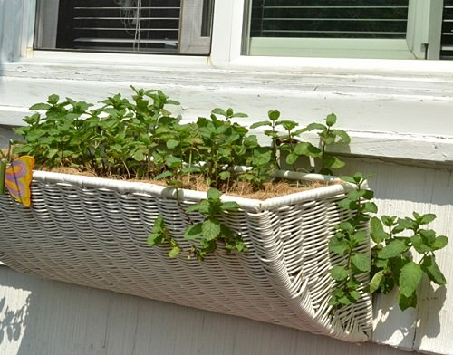 Window Box Herbs 3