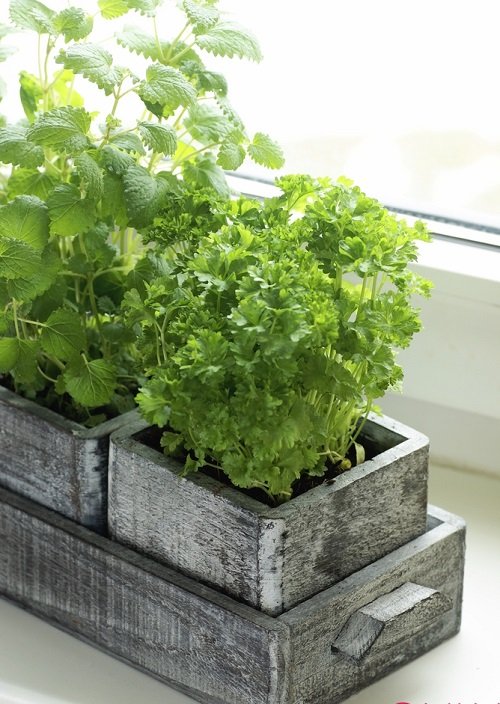 Window Box Herbs 7