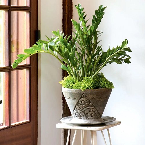 Houseplants to Propagate Within a Month 13