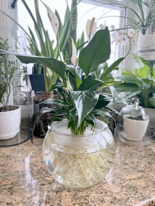 Growing Peace Lily in Water 2