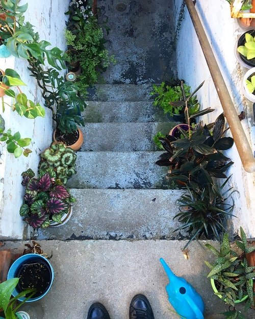 Plants on Steps and Staircase 9