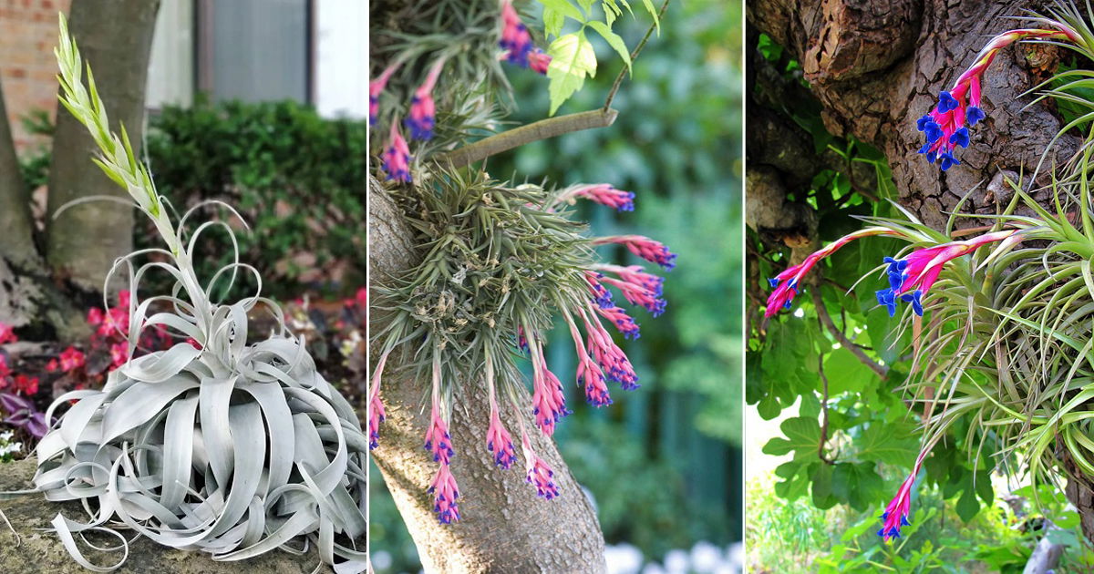 17 Beautiful Air Plants that Flower | Balcony Garden Web