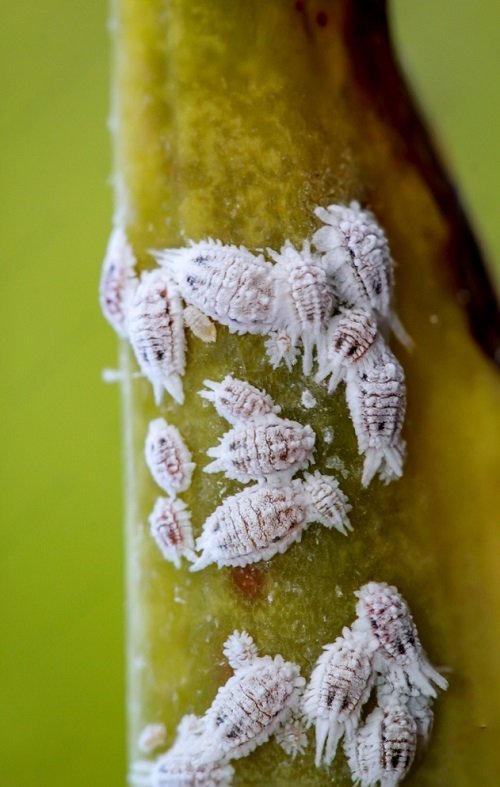 best Tiny White Bugs on Plants that Look like Dust