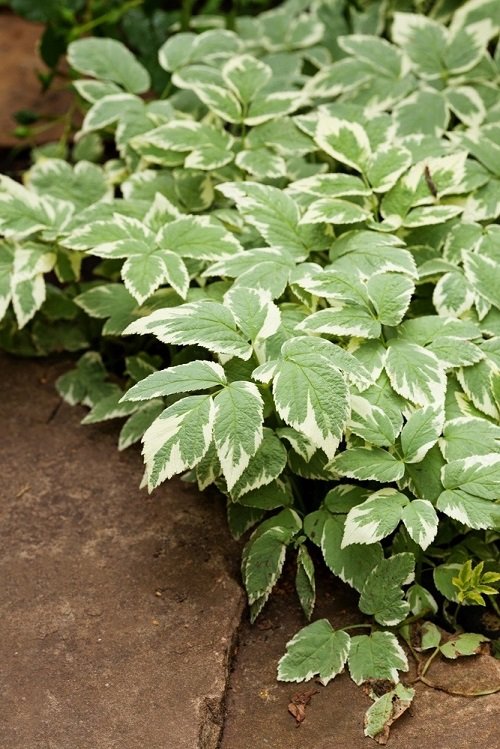 top Quick-Growing Ground Cover Plants 