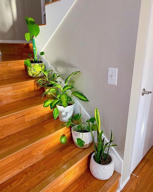 Plants on Steps and Staircase 9
