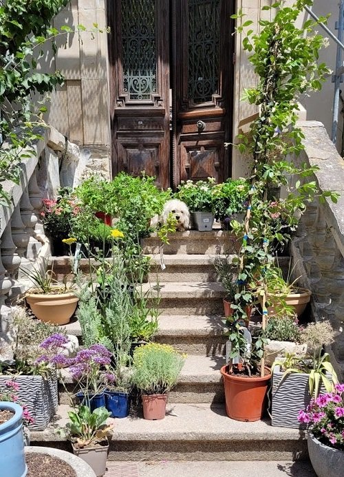 Plants on Steps and Staircase 44