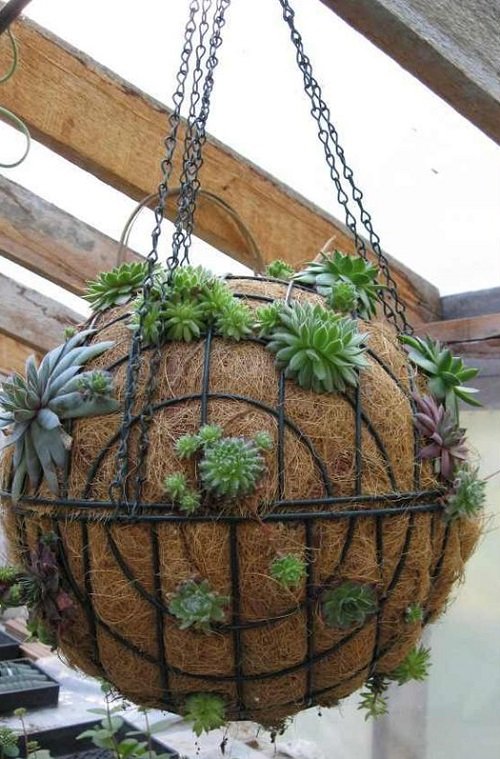  Succulent Ball Ideas 3