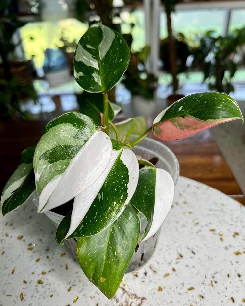 White Princess Philodendron 2