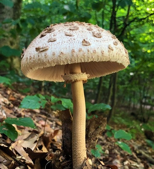 Common Mushroom Names 28