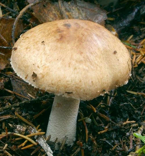 Common Mushroom Names 31