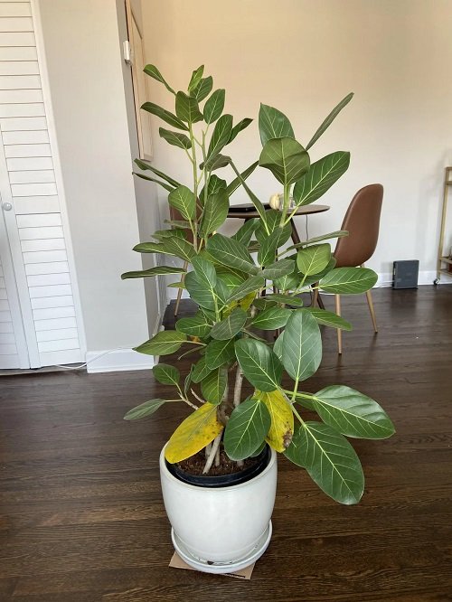 Rubber Plant Leaves Curling and Falling Off 9