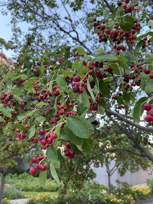 Fruit Trees in North Carolina