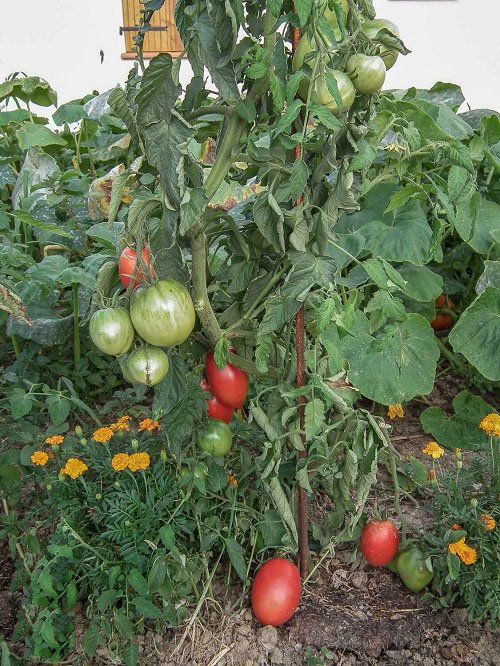 Seedless Tomato Varieties 7