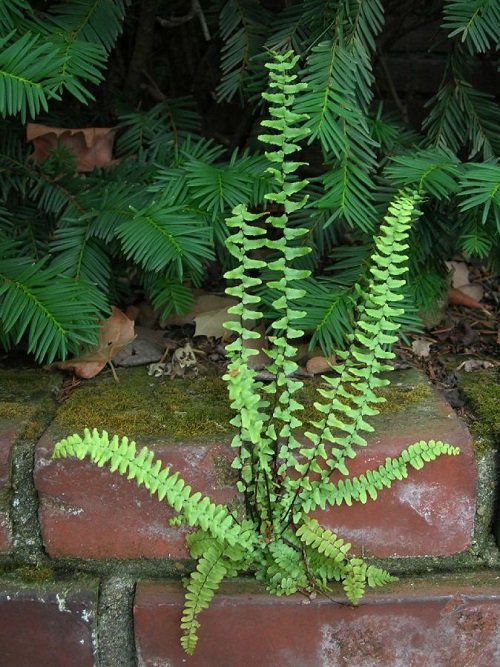 22 Most Beautiful Perennial Ferns | Evergreen Ferns List 11