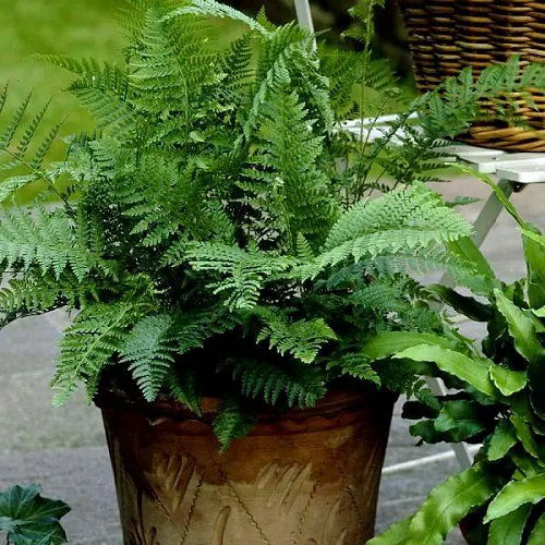  Most Beautiful Perennial Ferns in pot 