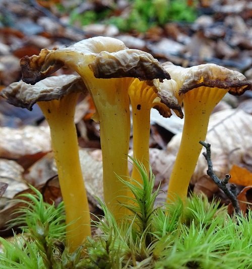 Common Mushroom Names 2