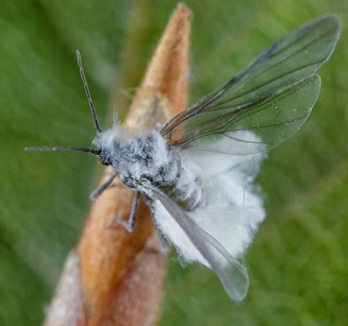 Dust-like tiny white bugs on plant
