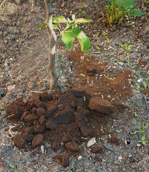 Will Coffee Grounds Kill Weeds 2