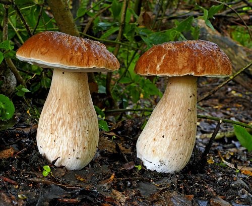 Common Mushroom Names 5