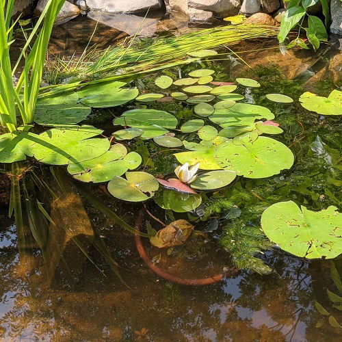 best Plants Resembling Lily Pads