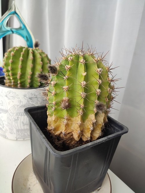 Why is My Cactus Turning Yellow 1