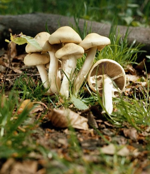 Common Mushroom Names 26