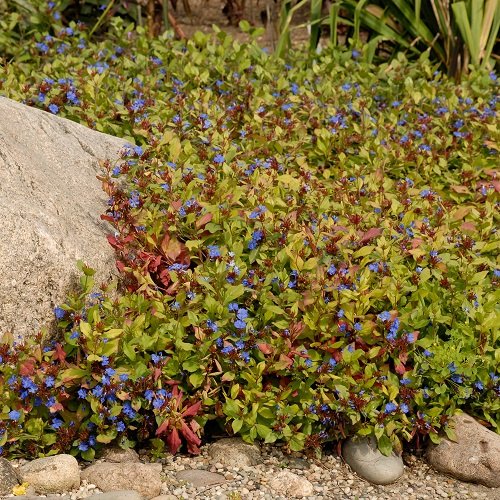 Lovely Quick-Growing Ground Cover Plants 