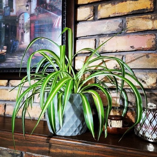 Most Resilient Houseplants 31