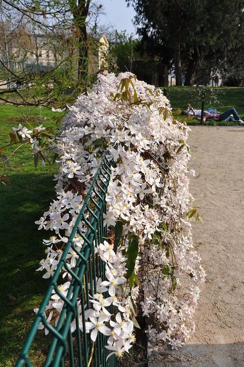 White Fragrant Flowers 13