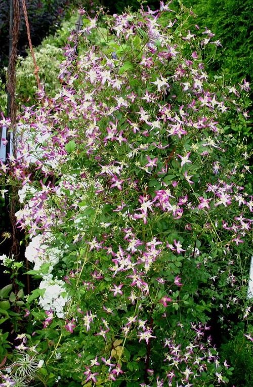 19 Most Fragrant Climbers for Walls in the Garden 3