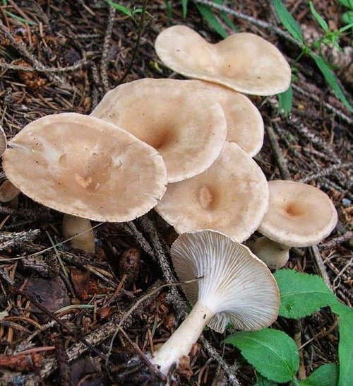 Common Mushroom Names 7
