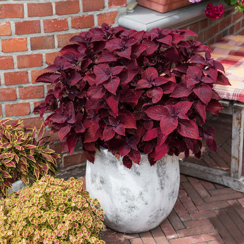 Amazing top varieties of purple coleus 