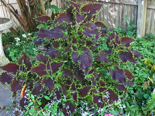 best Gorgeous Purple Coleus Types