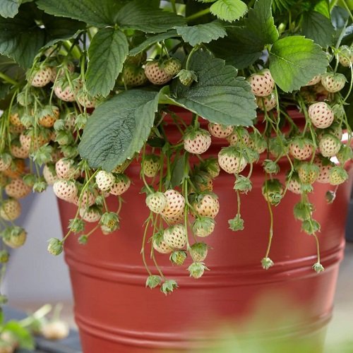 Requirements for Growing Hula Berries
