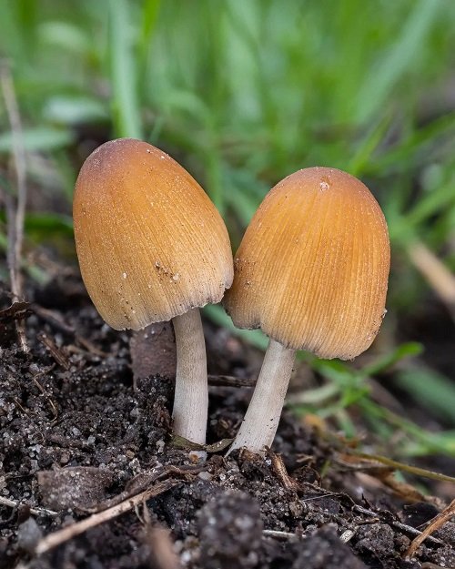 Common Mushroom Names 13