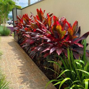 Cordyline Hot Pepper Plant Information and Landscaping Uses