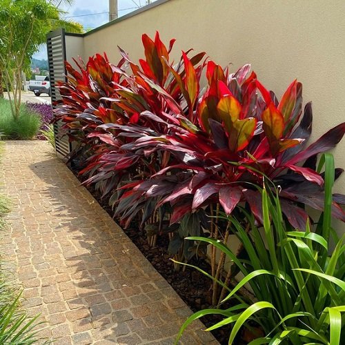 Cordyline Driveway Landscaping