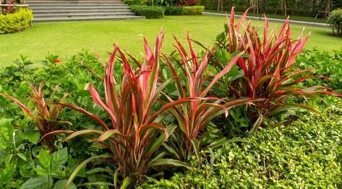 Cordylines with Shrubs
